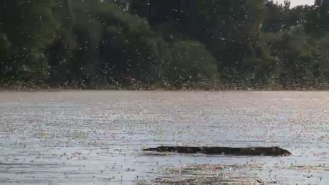 Traiesc doar cateva ore, dar ofera un spectacol fascinant. Imaginile care ii uimesc in fiecare an pe pescarii din Arad