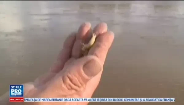 Traiesc doar cateva ore, dar ofera un spectacol fascinant. Imaginile care ii fascineaza in fiecare an pe pescarii din Arad