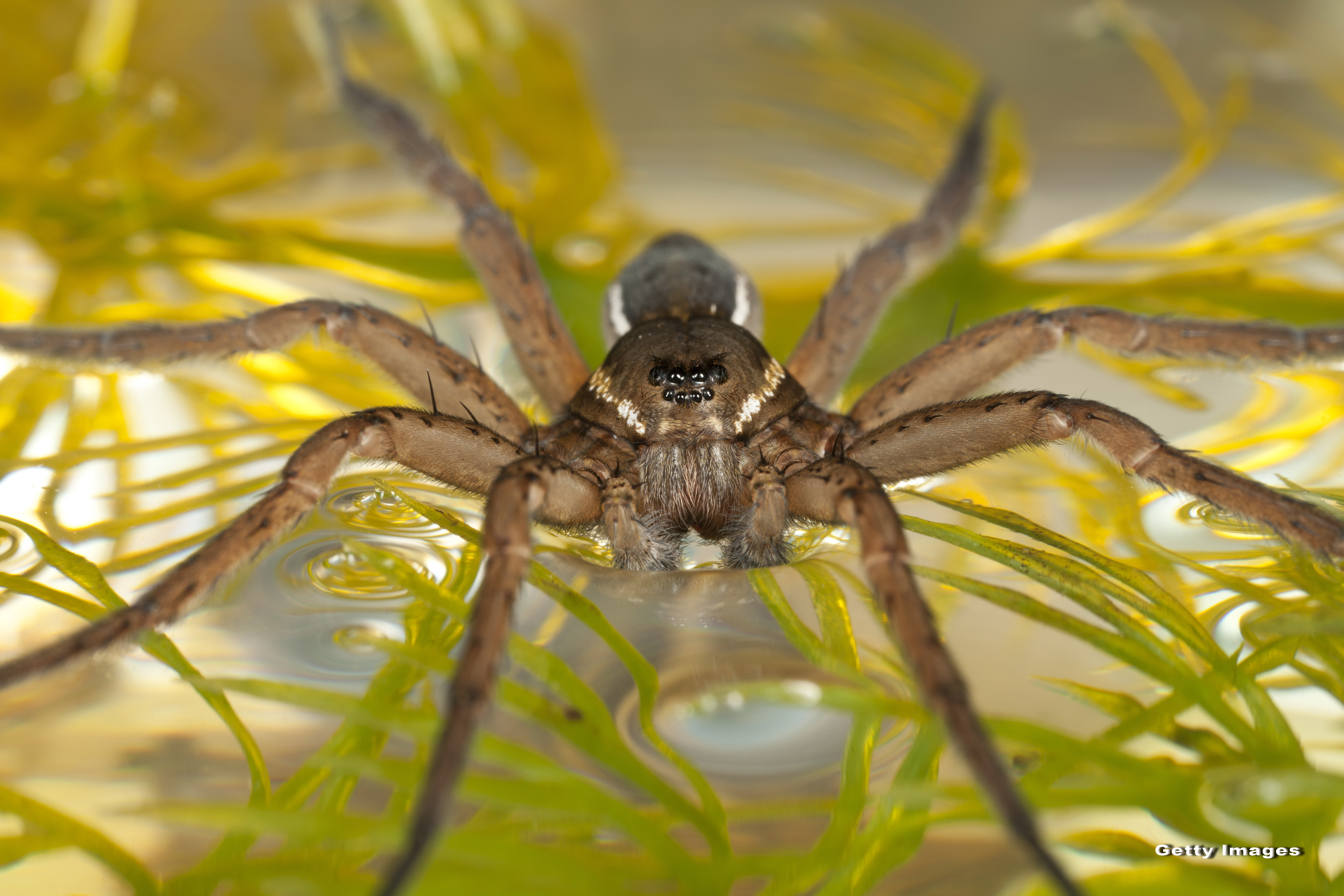 Motivul pentru care angajatii unui zoo au eliberat intentionat sute de paianjeni gigant. VIDEO