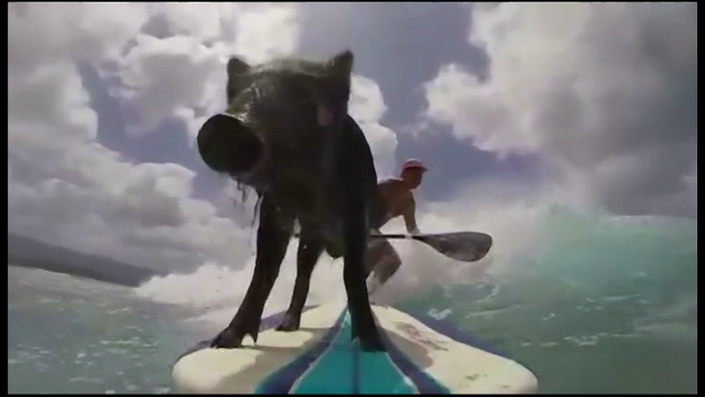 Purcelusul care a dat noroiul pe apele limpezi din Hawaii. Face surf din mosi-stramosi