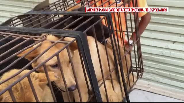 Traditia barbara pe care mii de oameni incearca sa o opreasca. Cum tortureaza chinezii cainii inainte de a-i ucide si manca