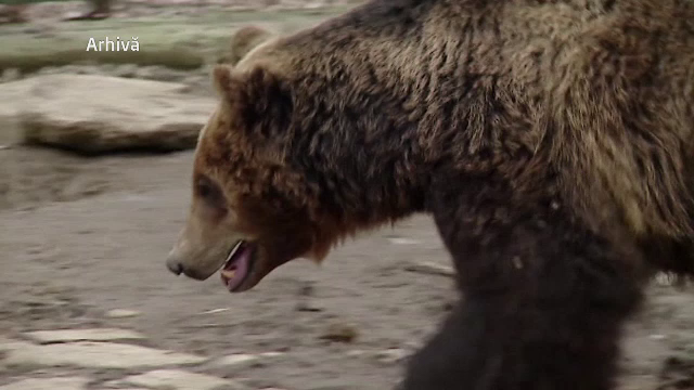 Doi ciobani din Harghita, raniti grav de o ursoaica, in timp ce se aflau cu oile la pascut