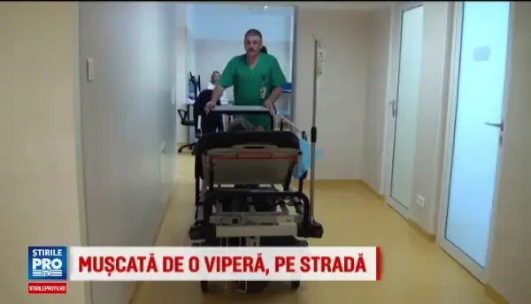 Copila de 15 ani din Vatra Dornei, muscata de o vipera in timp ce iesise cu mama la plimbare. Avertismentul medicilor