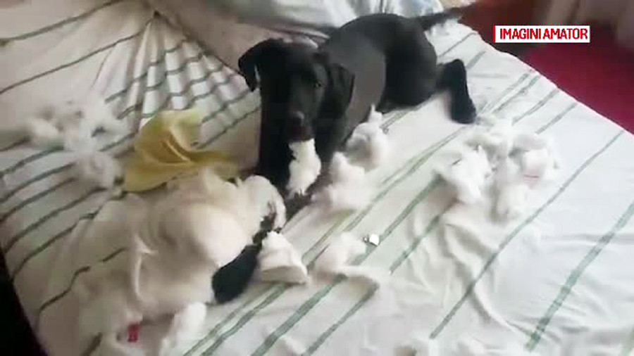 Pedeapsa primita de un oradean care a impuscat un caine in strada. Stapanii animalului sunt nemultumiti de sentinta