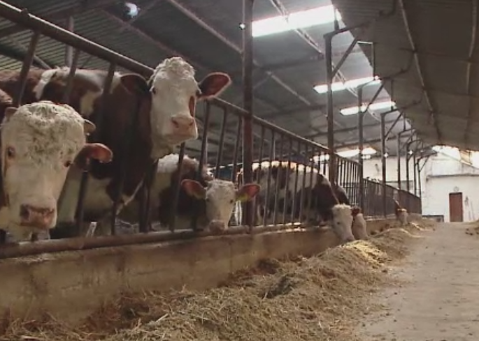 Romania impune restrictii in comertul cu lapte si produse lactate provenite din Bulgaria. Ce s-a descoperit