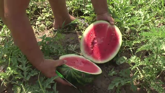 Primii pepeni romanesti au plecat spre piete, din Dabuleni. La ce pret ajunge un kilogram din cauza intermediarilor