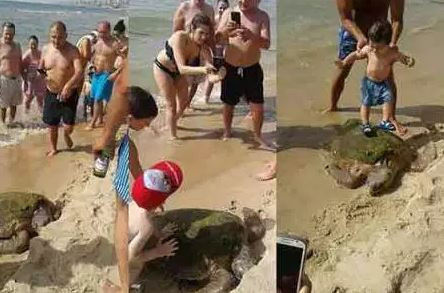 Scene de cruzime pe o plaja din Beirut. Turistii s-au urcat pe o testoasa si au lasat-o sa moara, ca sa isi faca selfie cu ea