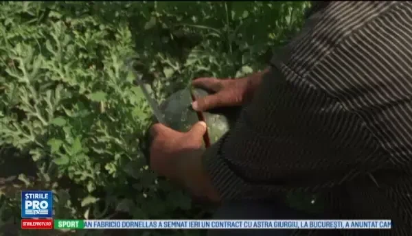 Primii pepeni romanesti au plecat spre piete, din Dabuleni. La ce pret ajunge un kilogram din cauza intermediarilor