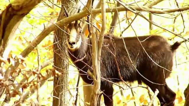 Conflict intre biologi si constructorul drumului european din Defileul Jiului. Specialistii cer trasee pentru vietuitoare