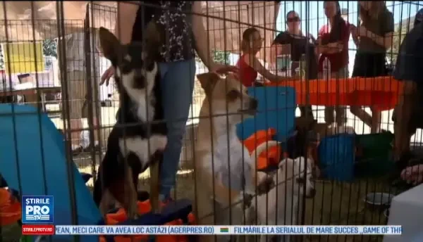 SweePee Rambo a castigat titlul de