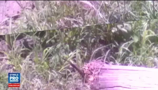 O fetita de 10 ani si un baiat de 17 ani, in stare grava dupa o plimbare cu masina alaturi de o ruda. Cum se scuza soferul