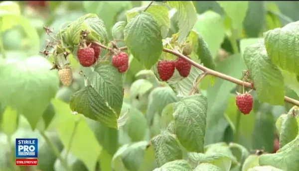 Fructul-vedeta al inceputului de vara i-a facut pe producatori sa simta gustul afacerii. Cu cat se vinde un kg de zmeura