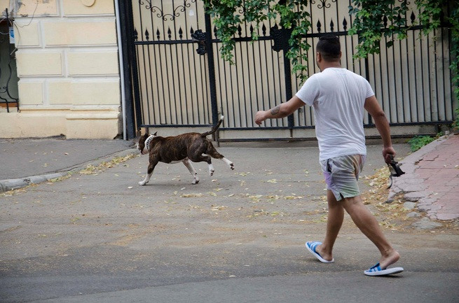 Scene terifiante in Braila. Ce s-a intamplat dupa ce un barbat a iesit pe strada cu un pitbull fara lesa si botnita. FOTO