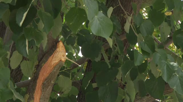 A vrut sa culeaga flori de tei, insa a murit electrocutat. Accidentul stupid care a dus la sfarsitul unui barbat din Prahova