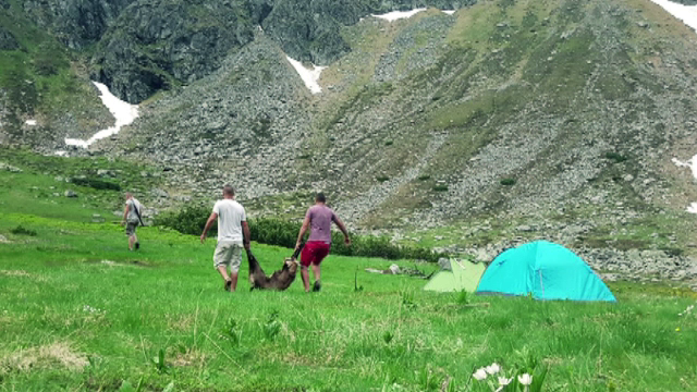 Tupeul de care au dat dovada 5 braconieri, prinsi in timp ce au ucis o capra neagra. Pedeapsa pe care o risca acestia