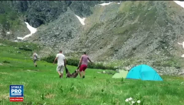 Tupeu socant din partea a 5 braconieri, prinsi in timp ce au ucis o capra neagra. Au amenintat martorii sa nu faca poze