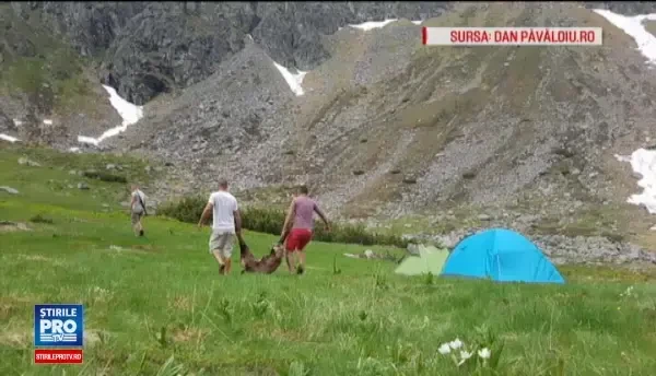 Tupeu socant din partea a 5 braconieri, prinsi in timp ce au ucis o capra neagra. Pedeapsa pe care o risca acestia