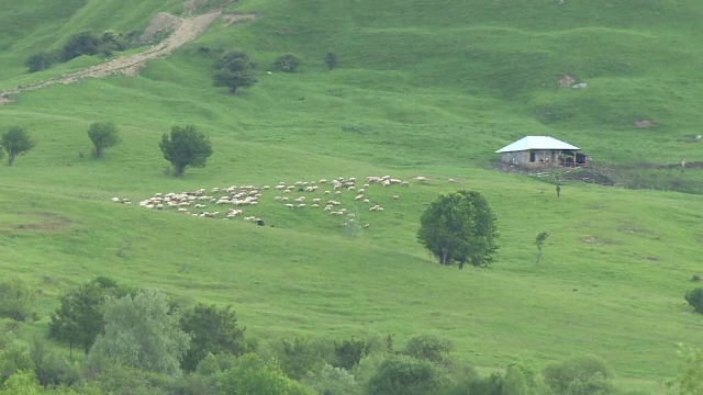 Un cioban din Dambovita si 100 de oi au murit, loviti de fulger. Meteorologii au emis COD PORTOCALIU de vreme rea