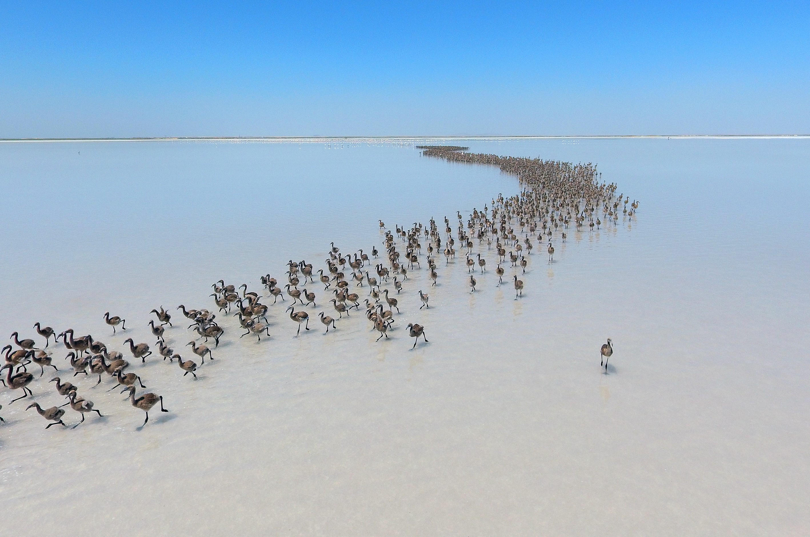 Sute de pasari flamingo au iesit din cuiburi pe lacul sarat, Tuz Golu, din Aksaray, in Turcia