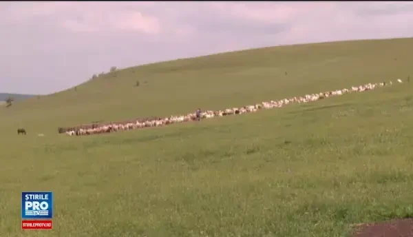 Un cioban din Dambovita si 100 de oi au murit, loviti de fulger. Meteorologii au emis COD PORTOCALIU de vreme rea