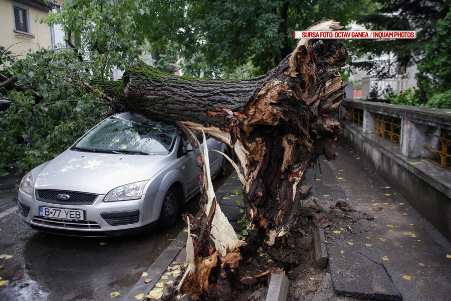 copac prabusit pe strada Roma din Bucuresti