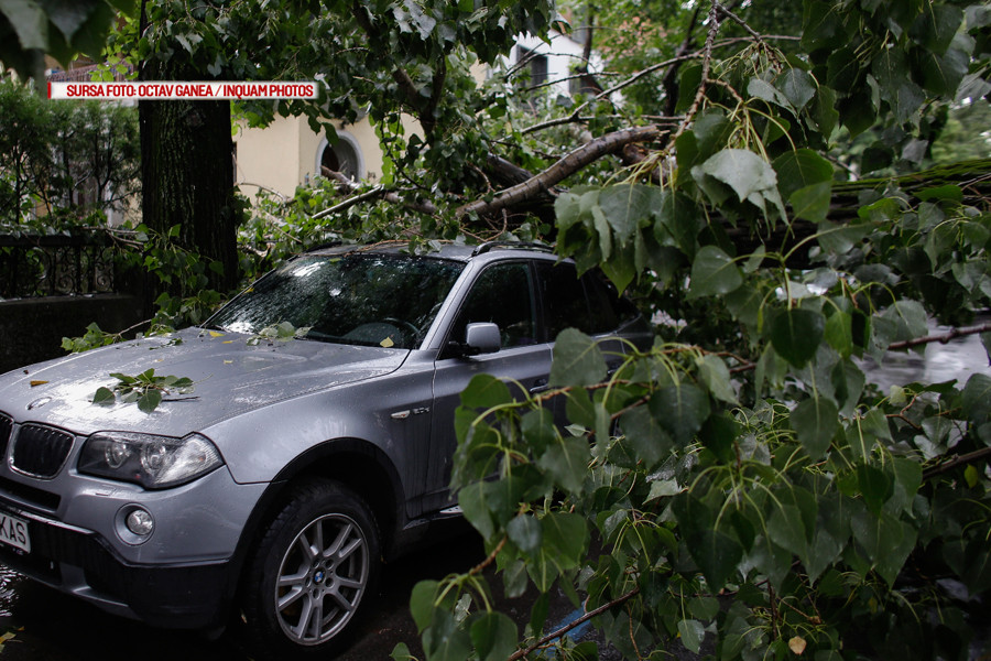 copac prabusit pe strada Roma din Bucuresti