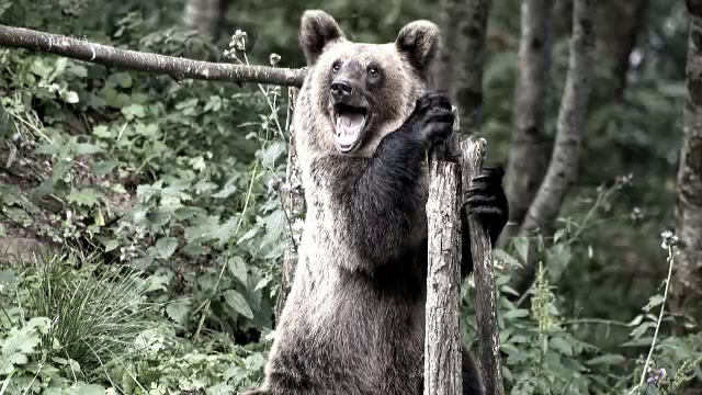 Barbat, din Harghita, internat in spital dupa ce a fost atacat de un urs cand se afla la cules de ciuperci