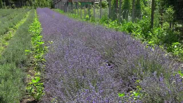 "Aurul mov" a inceput sa le aduca bani frumosi producatorilor romani. Cum si-au marit castigurile dupa ce si-au unit fortele