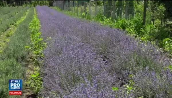 Aurul mov a inceput sa le aduca bani frumosi producatorilor romani. Cum si-au marit castigurile dupa ce si-au unit fortele