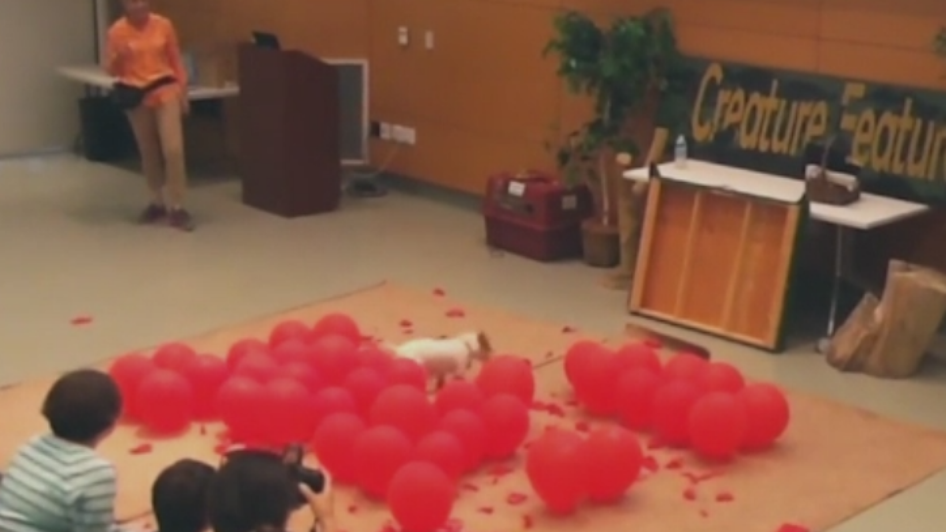 Un caine a ajuns in Cartea Recordurilor datorita vitezei la spart baloane. In cate secunde sparge 100 de bucati. VIDEO