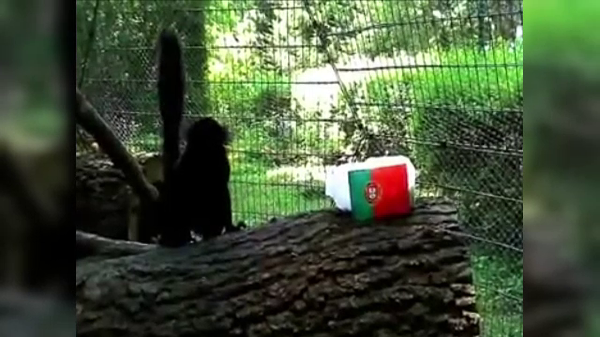 Ce pronostic au dat animalele de la ZOO Targu-Mures pentru meciul Belgia - Tara Galilor. Lemurii au ghicit rezultatul de joi