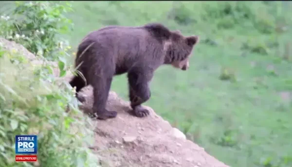 Adolescenta de 13 ani ranita de un urs care a sarit pe cortul in care se afla, la Busteni. In ce stare este tanara