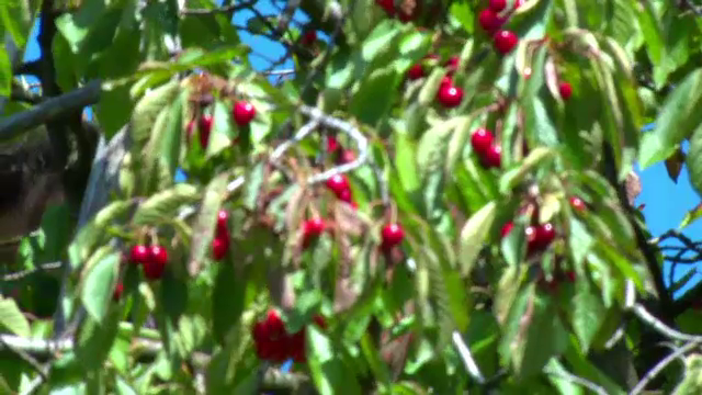Grindina a scazut la jumatate productia de cirese de la Ciresoaia. La ce pret sunt nevoiti sa le vanda acum cultivatorii