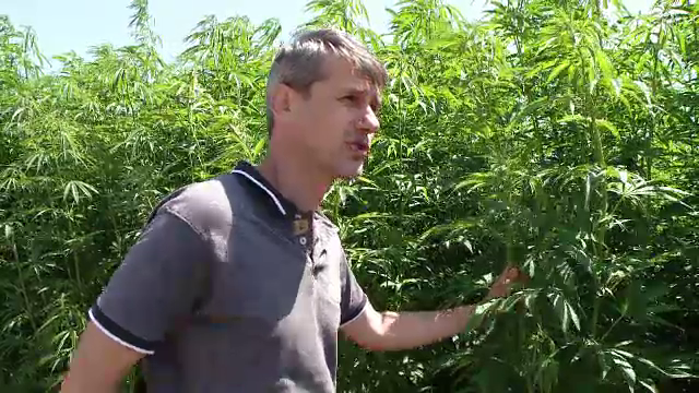 Planta cautata in toata lumea, pe care romanii au inceput din nou sa o cultive. Multi renuntasera de teama DIICOT-ului