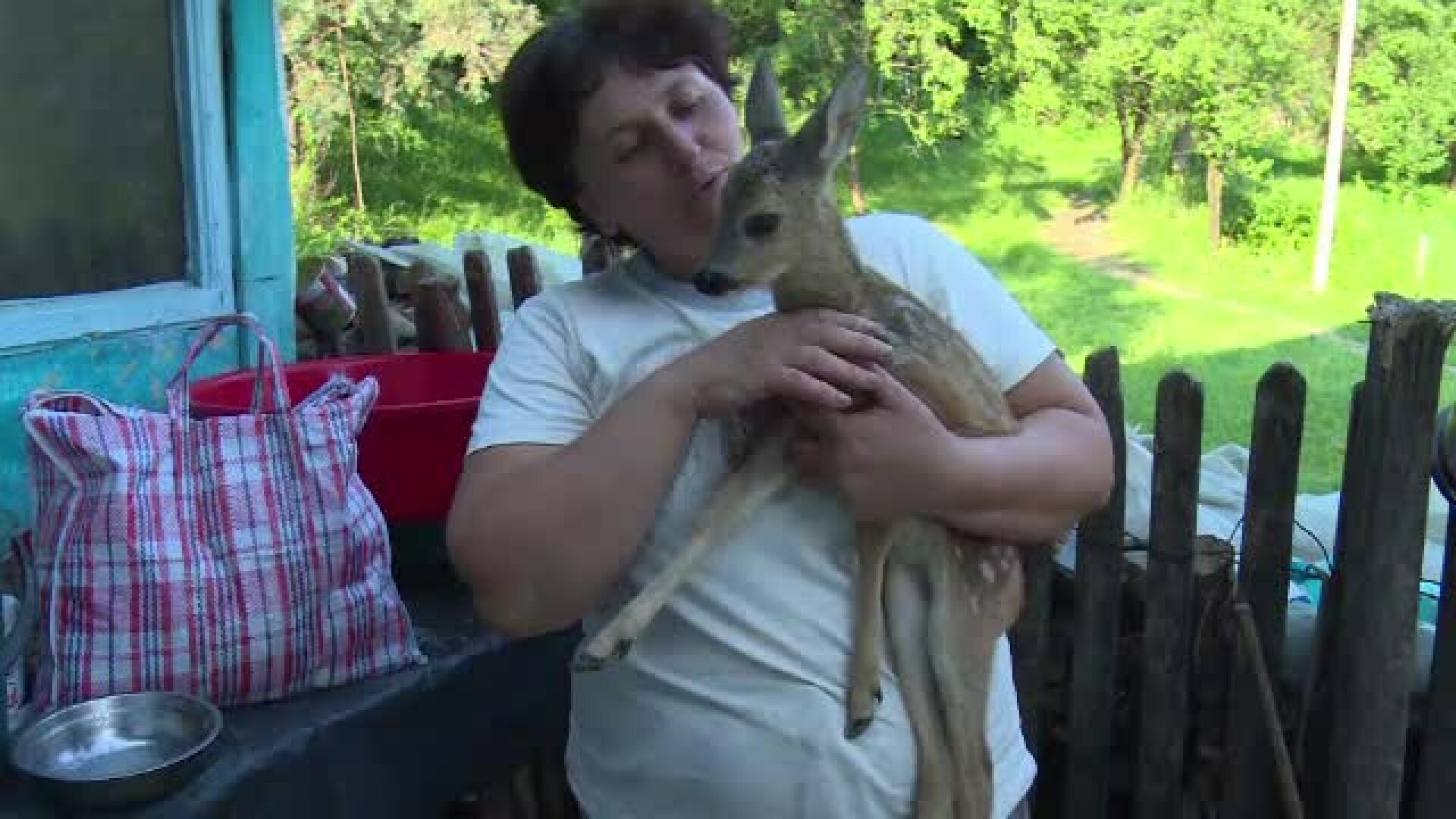 Moartea caprioarei, incidentul care a ingrozit un sat din Romania. Cine ar fi ucis animalul, cu coasa