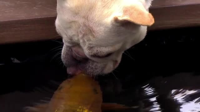 Poveste neobisnuita de iubire in SUA. O catelusa bulldog este amorezata de un peste japonez, din specia Koi