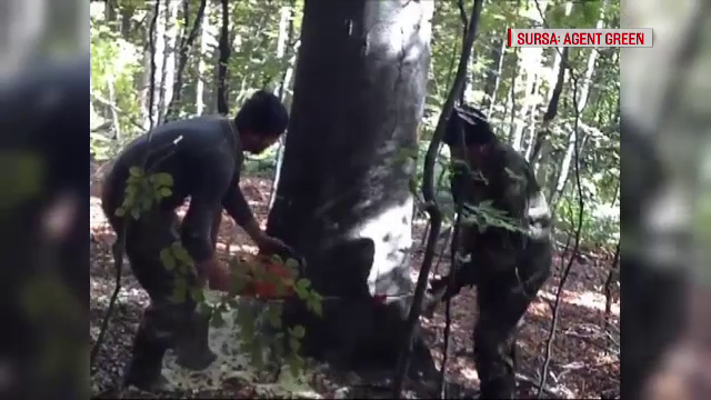 Fenomenele meteo extreme, consecinta defrisarilor ilegale din ultimii 25 de ani. Cum arata padurile de la vecinii ucraineni
