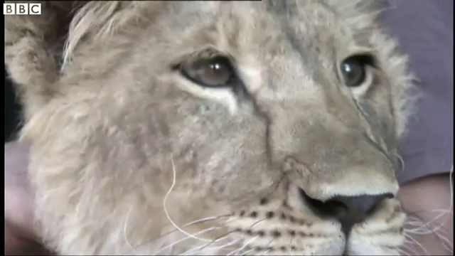 Leoaica, de paza la oi. Motivul pentru care animalul salbatic nu ravneste nici macar la mieii abia nascuti