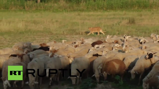 leoaica, de paza la oi