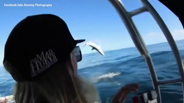 Cat de mult s-a apropiat acest rechin de o barca de pescari din Australia. "Niciodata n-am vazut asa ceva"