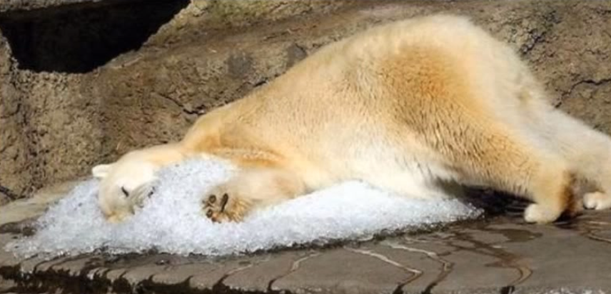 "Cel mai trist urs polar din lume" a murit. Conditiile mizerabile in care traia, la 40 de grade, intr-o cusca de asfalt