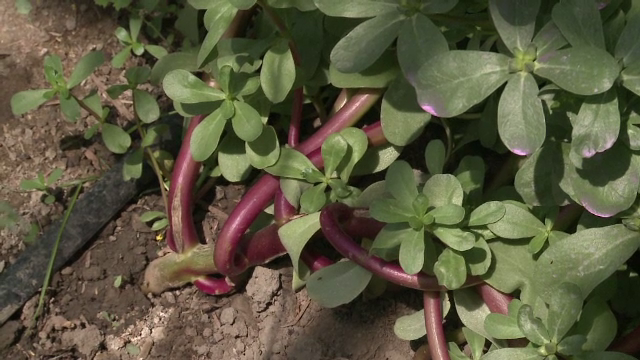 Cercetatorii de la Buzau vor sa aduca in farfuriile romanilor noi tipuri de salata. De ce este bine sa mancam "iarba grasa"