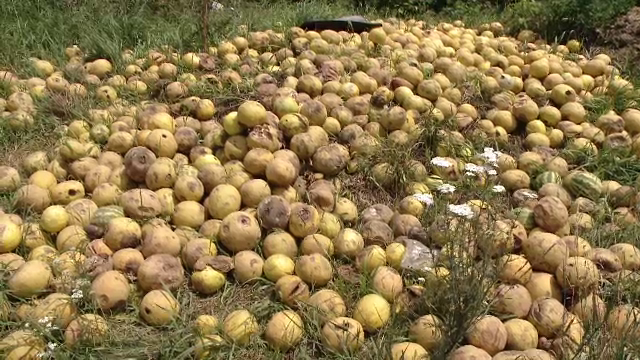 Pagube uriase in vestul tarii. Grindina si furtunile au distrus 100.000 de hectare cultivate: "Mi-e frica. Suntem terminati"