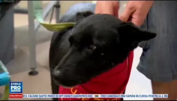 Si animalele pot dona sange pentru semenii lor, la un centru din Polonia. Recompensele primite de acestea