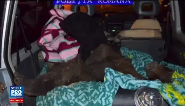 Au oprit o masina pentru un control de rutina si au avut parte de o surpriza. Ce au gasit politistii din Brasov in portbagaj