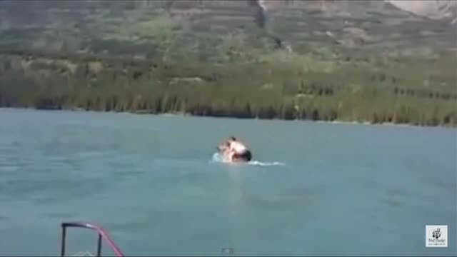 Patania care putea sa il coste viata: a sarit in spatele unui elan, in timp ce animalul inota