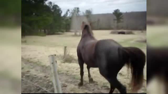 Scene de groaza in Sighetu Marmatiei. Un cal scapat de sub control a ranit 7 persoane: una e in stare grava