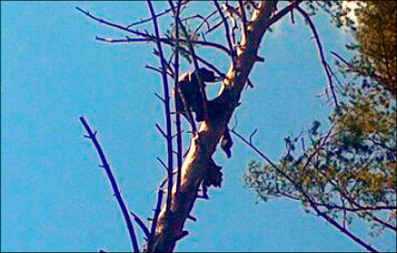 Descoperire macabra intr-un oras din Siberia. Nimeni nu stie cine este sau cum a ajuns acolo