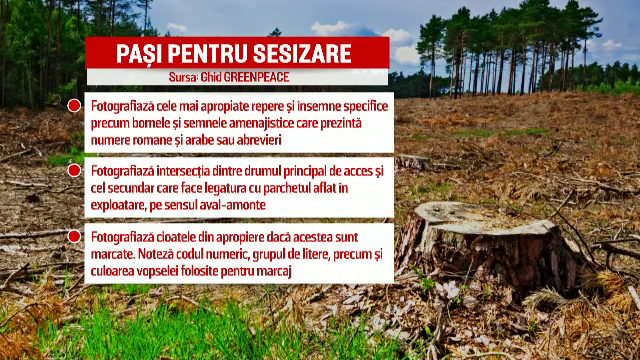 Noua metoda prin care se pot opri defrisarile ilegale de paduri din tara. Ce pasi trebuie urmati pentru a face o sesizare