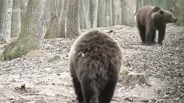 Cati ursi are Romania? Motivul pentru care autoritatile au trecut in listele oficiale un numar mai mare decat cel real